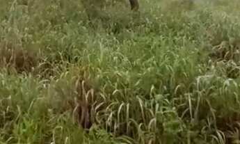 Imagem 2: Lote barato no Residencial Aruanã Park 360m²