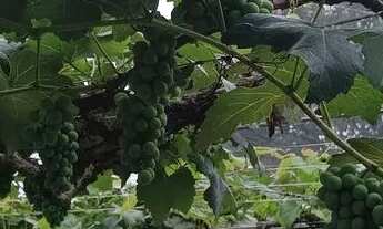 Imagem: Vendo chácara no Incra 7, ótima localização