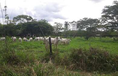 Imagem 5: FAZENDINHAS EM ARAÇAÍ perto da MG238