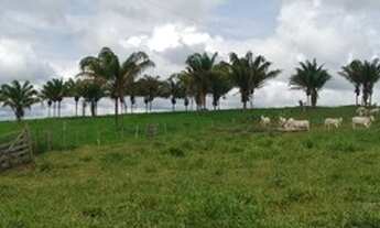 Imagem 11: Fazenda 210 alqueires Entre Espigão D' Oeste e Pimenta Bueno
