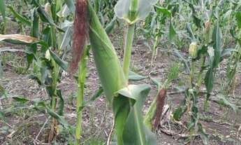 Imagem 4: 250000 Vendo ou troco por outra terra