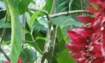 Imagem 5: Casa de cinco cômodos em uma chácara para vender