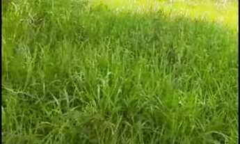 Imagem: Curvelo - Fazenda 15 hectares