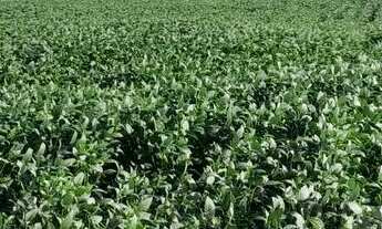 Imagem 2: Fazenda 208 Algueires em Colinas/GO