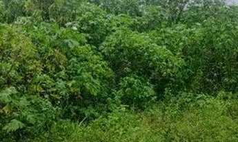 Imagem 6: Vendo Lote no Condomínio Estoril/ Bem Localizado Dentro do Condomínio