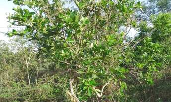 Imagem 2: 3 tarefas em PAU SECO - HUMILDES