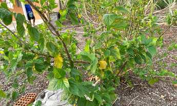 Imagem 2: Vendo chácara 25x120 $100.000