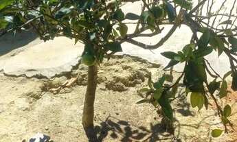 Imagem 3: Vendo 1 Casa e 1 terreno no Cidade Modelo