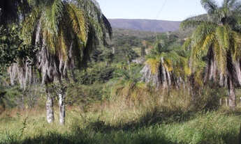 Imagem 7: Linda fazendinha de 30 mil metros, Serra do Cipo (Temos varias opções