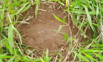 Imagem 3: Excelente Fazenda 107 alqueires município de Palmas Tocantins