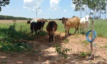 Imagem 5: Sitinho Cosmorama, 28 mil metros valor 280mil