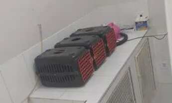 Imagem 3: Pet Shop no centro de Campinas