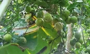 Imagem 6: Casa de cinco cômodos em uma chácara para vender