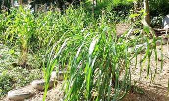 Imagem 6: Vendo terreno mil metros com 2 cômodos construídos