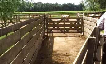 Imagem 7: Fazenda é aqui mesmo!