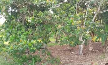 Imagem 4: Vendo bela chácara em Araruama