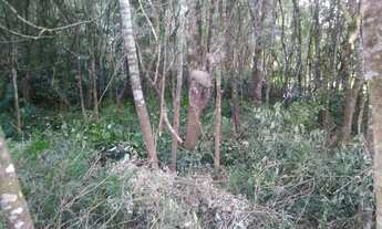 Imagem 2: Chacara Caminho do Vinho, Colônia Murici - São José dos Pinhais - PR