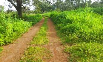 Imagem 2: Excelente Fazenda 107 alqueires município de Palmas Tocantins