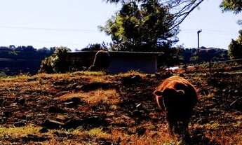 Imagem 4: Terreno à venda, 681 m² por R$ 150.000 - Pinhal Alto - Nova Petrópolis/RS