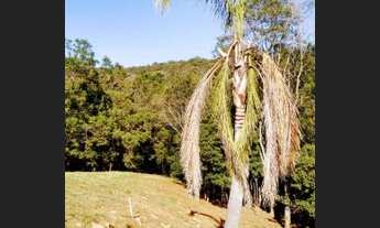 Imagem 6: Terreno à venda, 681 m² por R$ 150.000 - Pinhal Alto - Nova Petrópolis/RS