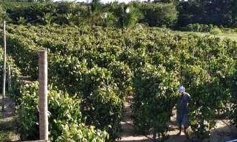 Imagem 4: Chácara com 600 pés de pimenta do reino