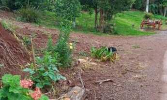 Imagem 5: Nih*CA263 Sítio c/terreno equivalente a 4 Hectares de terra. Farroupilha/RS