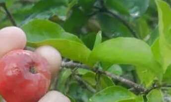 Imagem 3: Pequeno sitio Chácara com venda por R$90.000