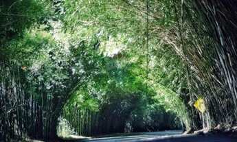 Imagem 2: Sitio com 20.000 pés de café a venda - Hirondelle, Morungaba/SP