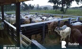Imagem 7: João Pinheiro - MG 2km das margens do rio Santo Antônio