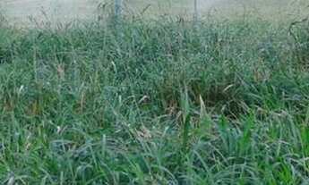 Imagem 3: Fazenda Fazenda / sítio com venda por R$1.000.000