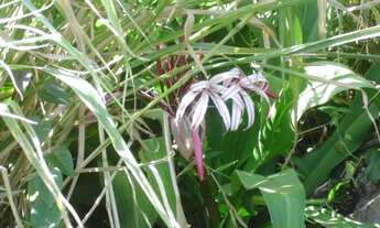 Imagem 6: Terreno para Venda em Pântano do Sul Florianópolis-SC - 191T