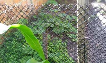 Imagem 5: Casa pra vender Chácara com venda por R$80.000