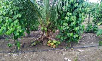 Imagem 3: Chácara com 600 pés de pimenta do reino