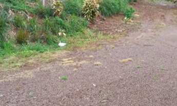 Imagem: Nih CA263 Sítio c/terreno equivalente a