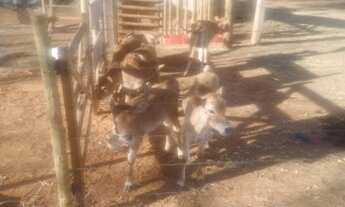 Imagem 7: Sítio Chácara com venda por R$1