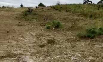 Imagem 4: TK Venha viver com tranquilidade!Lotes belíssimos