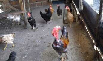 Imagem 6: Casa pra vender Chácara com venda por R$80.000