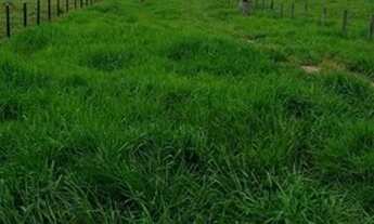 Imagem 14: Fazenda 210 alqueires Entre Espigão D' Oeste e Pimenta Bueno