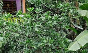 Imagem: Vendo três imóveis no mesmo lote