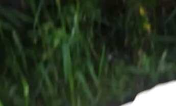 Imagem: Casa precinho pra vender logo