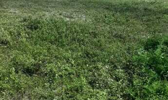 Imagem 4: Vende-se terreno