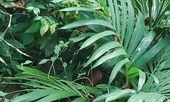 Imagem 4: Casa no parque São Pedro