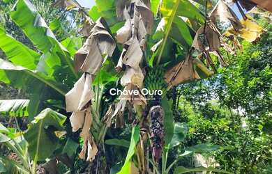 Imagem 10: Um Verdadeiro Paraíso, Sitio, Chácara um Paraíso 15 minutos de Cascavel