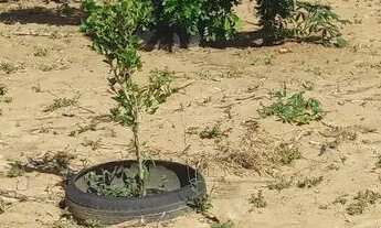 Imagem 4: Terreno em santa Terezinha