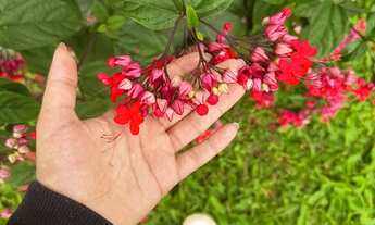 Imagem 5: Chácara em Morretes