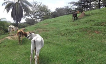 Imagem 4: Lindo terreno rural de 41 hectares na MG-10,Serra do Cipó (Temos varias opções