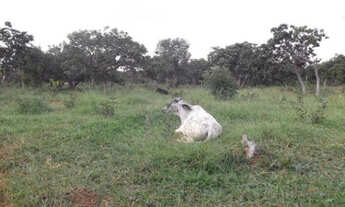 Imagem 7: Linda chácara de 20 mil metros, Jaboticatubas (Temos varias opções