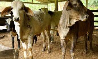 Imagem 6: Sítio incrível medindo 115.000m2