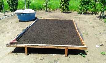 Imagem 2: Chácara com 600 pés de pimenta do reino