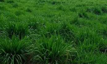 Imagem 4: Fazenda 210 alqueires Entre Espigão D' Oeste e Pimenta Bueno